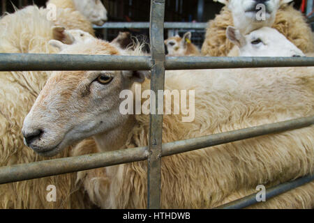 Pecore in una penna in attesa di essere tranciato Foto Stock