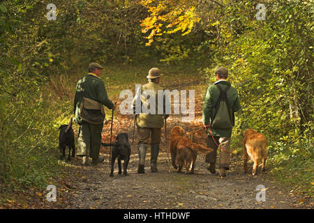 Tre uomini e i loro cani di lavoro in corrispondenza di un fagiano condotto sparare nel Devon, Regno Unito Foto Stock