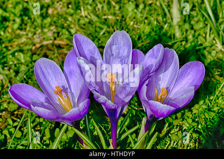 Tre di un genere Foto Stock