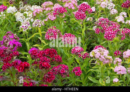 Dolce William, Dianthos barbatus, fiori di colori misti, Lost Gardens of Heligan, Cornwall, Regno Unito Foto Stock