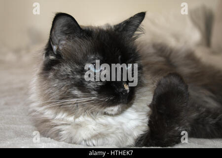 Close up di capelli lunghi in grigio e nero gatto femmina con occhi blu Foto Stock