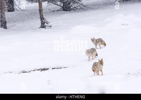 Un pacchetto di tre coyote (Canis latrans) attraversando un paesaggio innevato nel Parco Nazionale di Yellowstone. Foto Stock