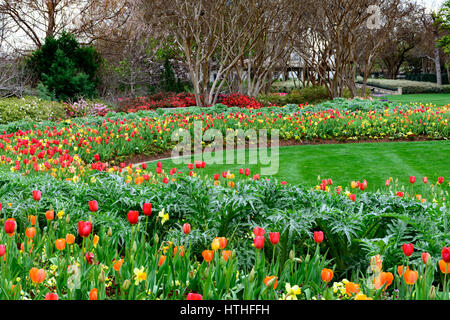 Rosso, giallo e arancione tulipani e narcisi in curato giardino con rifilato, verde prato Foto Stock