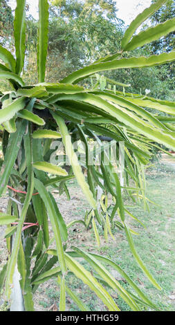 Dragon frutta o Pitaya (Pitahaya) piantagione in Thailandia Hylocereus undatus Foto Stock