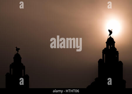 Il basso sole primaverile catturato dietro uno degli uccelli del fegato che domina la città dalla cima del Royal Liver Building in Liverpool. Foto Stock