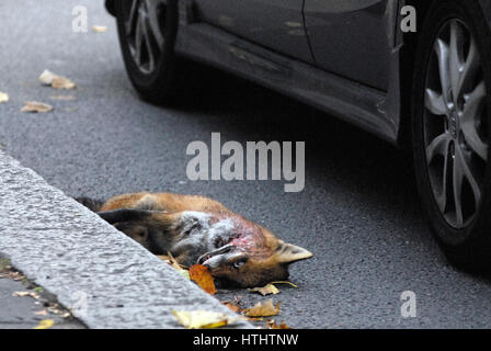 Londra, UK, 27/10/2016 Urban fox roadkill in auto a lato del comune. Foto Stock