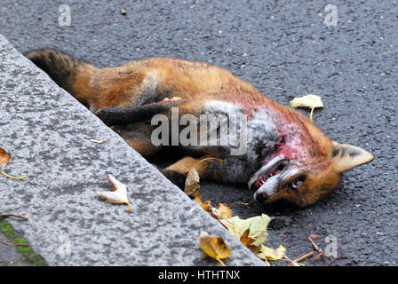 Londra, UK, 27/10/2016 Urban fox roadkill in auto a lato del comune. Foto Stock