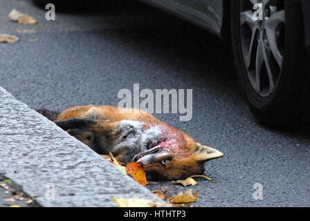 Londra, UK, 27/10/2016 Urban fox roadkill in auto a lato del comune. Foto Stock