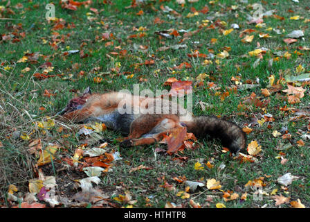 Londra, UK, 27/10/2016 Urban fox roadkill in auto a lato del comune. Foto Stock