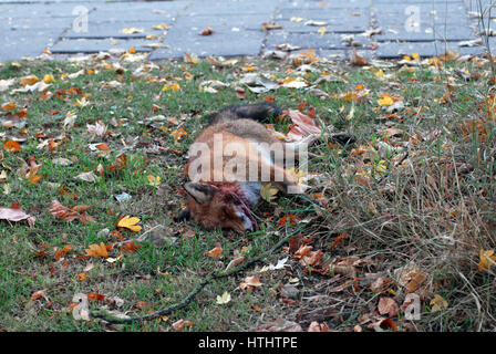 Londra, UK, 27/10/2016 Urban fox roadkill in auto a lato del comune. Foto Stock