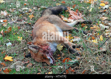 Londra, UK, 27/10/2016 Urban fox roadkill in auto a lato del comune. Foto Stock