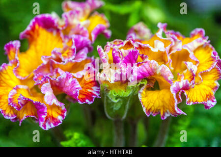 Primrose, Primula acaulis, primule Polyanthus Foto Stock