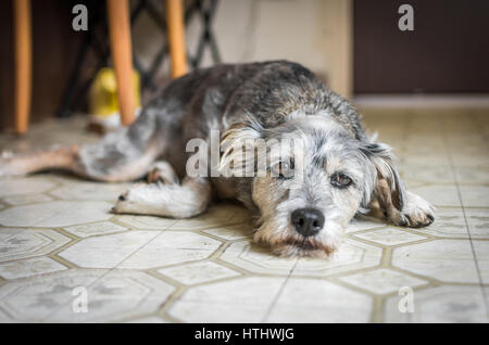 Un triste-cercando cane sdraiato sul pavimento della cucina. Foto Stock