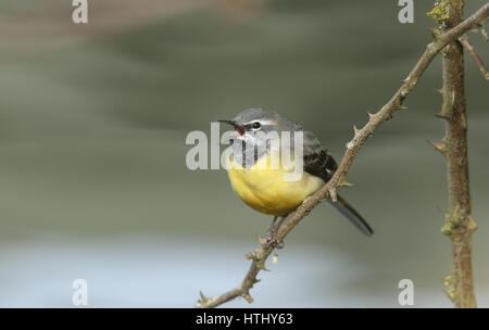 Un incredibile maschio Wagtail grigio (Motacilla cinerea) appollaiato su un rovo. Essa è stata la visione e la visualizzazione per la femmina. Foto Stock
