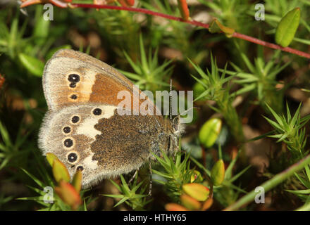 La vista laterale di un grande Heath Butterfly (Coenonympha tullia) appollaiato sul muschio con le sue ali chiuse. Foto Stock