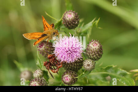 Un grande Skipper Butterfly (Ochlodes sylvanus ) arroccato su di un fiore di cardo con le sue ali aperte nectaring. Foto Stock