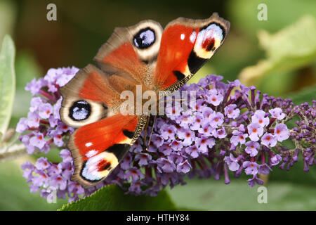 Una splendida farfalla pavone (Aglais io) appollaiato su un buddleia fiore con le sue ali aperte nectaring. . Foto Stock