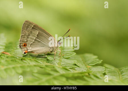 Una vista laterale di un viola Hairstreak Butterfly (Favonius quercus) arroccato su bracken con le sue ali chiuso . Foto Stock