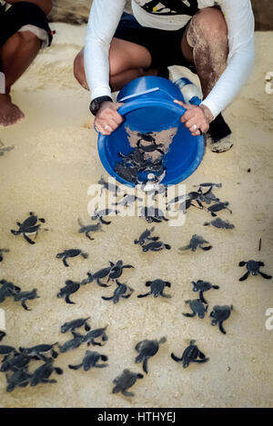 Un uomo che rilascia tartarughe marine verdi sull'isola di Sangalaki, Berau, Kalimantan orientale, Indonesia. Foto Stock