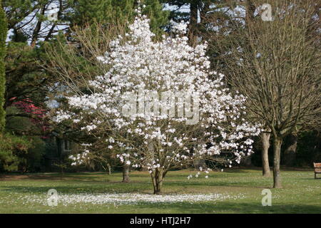 Magnolia 'Wada memoria dell' a Clyne giardini, Swansea, Wales, Regno Unito. Foto Stock