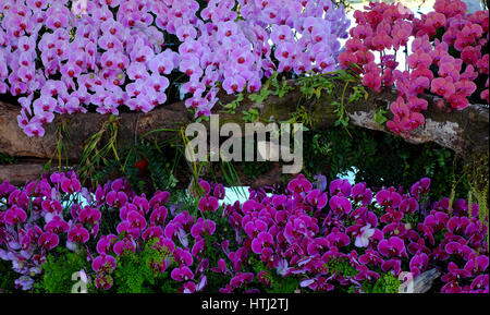 Fiore straordinario sfondo, gruppo di orchid pot spettacolo al festival dei fiori a Dalat, Vietnam in primavera fioriscono colorate, bellissimo fiore sul ramo di tr Foto Stock