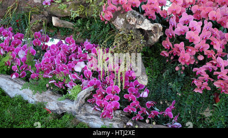 Fiore straordinario sfondo, gruppo di orchid pot spettacolo al festival dei fiori a Dalat, Vietnam in primavera fioriscono colorate, bellissimo fiore sul ramo di tr Foto Stock