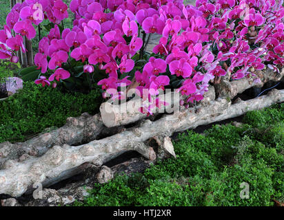 Fiore straordinario sfondo, gruppo di orchid pot spettacolo al festival dei fiori a Dalat, Vietnam in primavera fioriscono colorate, bellissimo fiore sul ramo di tr Foto Stock