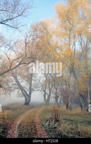 Il paesaggio-è caro in una silenziosa foggy Legno di autunno Foto Stock