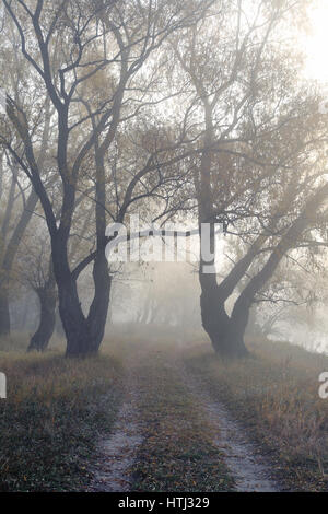 Il paesaggio-è caro in una silenziosa foggy Legno di autunno Foto Stock