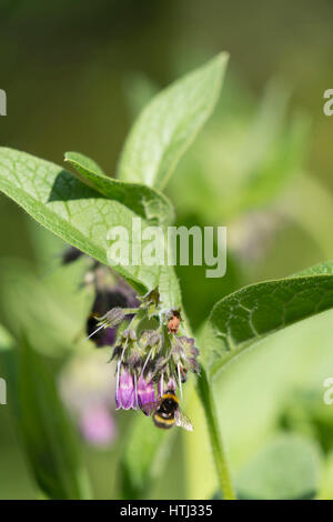 Fiori di russo (Comfrey Symphytum Uplandicum) Foto Stock