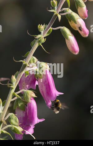 Un Bombo su un Foxglove Foto Stock