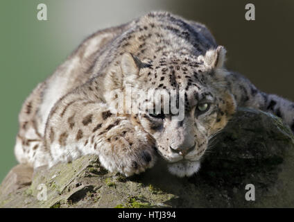 Snow Leopard (uncial uncial) Foto Stock