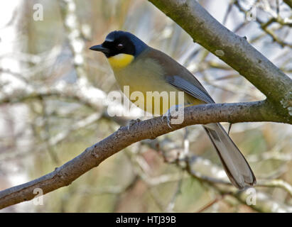 Blue incoronato Laughingthrush (garrulax courtoisi) Foto Stock