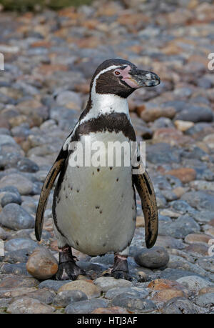 Pinguini Humboldt (Spheniscus Humboldti) Foto Stock