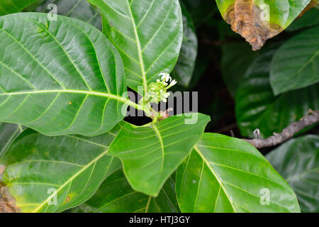 Verde frutta noni noto anche come Morinda citrifolia crescente selvatici in Hawaii Foto Stock