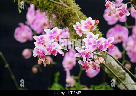 Phalaenopsis essere Tns 'Zuma Nova' viola e miniaturizzato bianco fiori di orchidea su un ramo di albero. Foto Stock