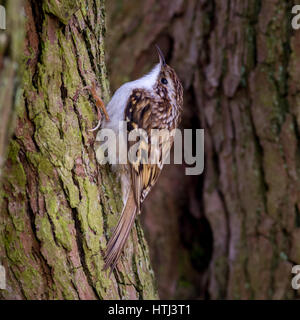 Close up dettaglio di un rampichino alpestre (Certhia familiaris) sulla corteccia del tronco di un albero in un bosco dello Yorkshire, Regno Unito Foto Stock