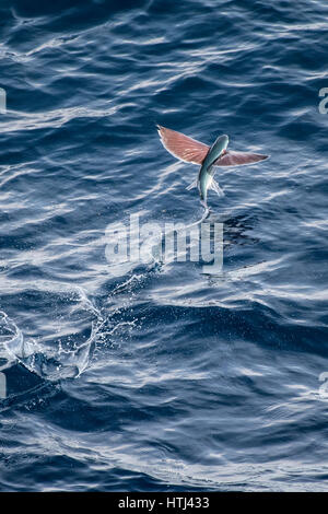 Sailfin pesci volanti, Parexocoetus brachypterus, tenuto spento, diverse centinaia di miglia al largo delle coste della Mauritania, Africa del Nord, Nord Oceano Atlantico Foto Stock