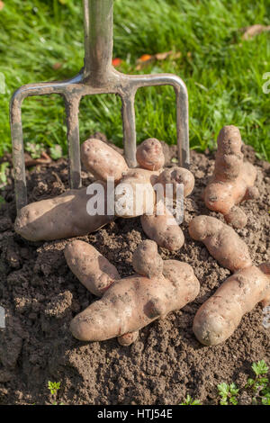 Rosa Apple Fir patata (Solanum tuberosum). Foto Stock