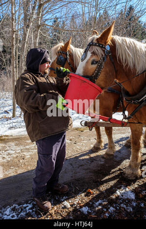 Un uomo con una benna di rosso per fornire cibo, acqua, imbrigliato progetto belga cavalli (Equus caballus) in una soleggiata giornata invernale a Londra, Ontario, Canada. Foto Stock