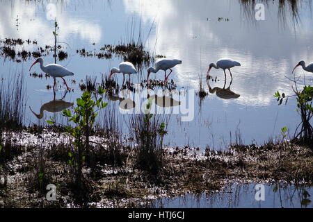 Un gruppo di bianco americano (ibis Eudocimus albus) alimentare in una zona paludosa Foto Stock