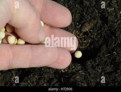 Il segnale di PEA è sceso in un impianto foro da una mano umana (fingerpirnts oscurato) Foto Stock