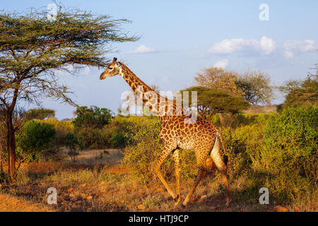 La giraffa nel parco nazionale orientale di Tsavo. Kenya. Foto Stock