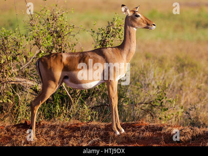 Femmine gravide di impala. Parco nazionale orientale di tsavo, Kenya Foto Stock