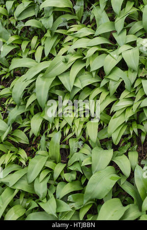 Foglie giovani di aglio selvatico / Ramsons / Bear Aglio - Allium ursinum - una primavera forager del piacere. Foto Stock