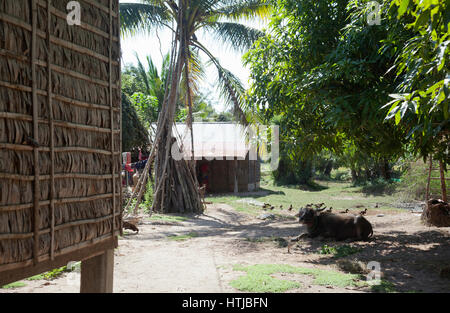 Cortile con Buffalo in Preah Dak villaggio in Siem Reap - Cambogia Foto Stock