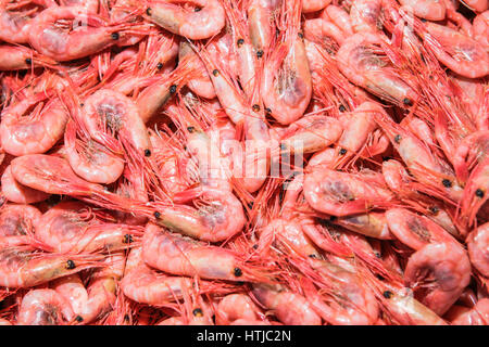 Gamberetti per la vendita nel mercato locale Foto Stock