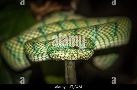 Waglers rattlesnakes nel Borneo, Malaysia Foto Stock