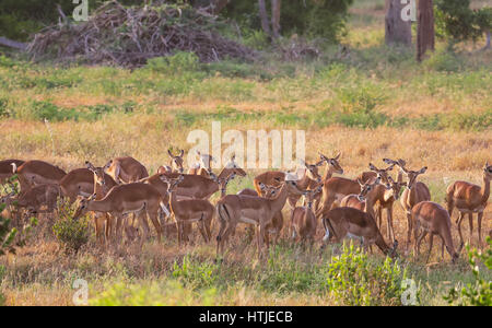 Allevamento di impala femmina. Tsavo Est. Kenya. Foto Stock