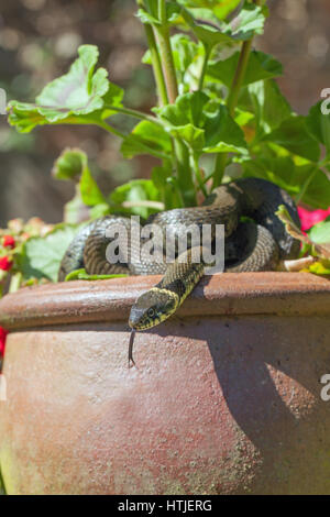 Biscia dal collare (Natrix natrix helvetica). Rannicchiato su un pelagonium ceramica pentola di argilla in un giardino. Norfolk. In Inghilterra. Foto Stock